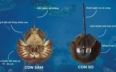 Ăn nhầm so biển, người đàn ông tại TP.HCM nguy kịch