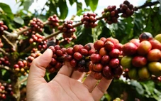 Giá cà phê giảm thêm, nhưng vẫn tốt hơn cùng kỳ năm trước