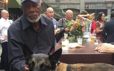 Thông tin diễn viên Morgan Freeman chi 11 triệu USD cứu chó hoang là bịa đặt