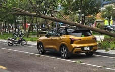 Cây bật gốc giữa phố Quy Nhơn, đè bị thương 1 phụ nữ