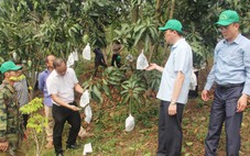 Bao quả - Tăng giá trị kinh tế