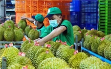 Phân bón không Cadimi - Giải pháp bền vững cho sầu riêng xuất khẩu