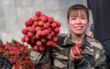 Điệp khúc vải thiều 'được mùa giá rẻ như cho', nông dân gồng mình đẩy hàng