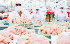 Cá tra Việt Nam nhận tin vui lớn từ Mỹ