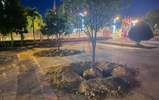 Đào hàng loạt cây mai vàng trước ngày bàn giao trụ sở, phường nói gì?