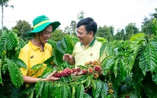 Doanh nghiệp phân bón giữ giá bán giữa biến động đầu vào