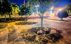 Đào hàng loạt cây mai vàng trước ngày bàn giao trụ sở, phường nói gì?