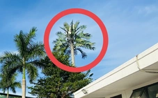 Vì sao lắp trạm BTS ở phố 'ngụy trang' khó thấy nhưng ở nông thôn nhìn là biết ngay ?