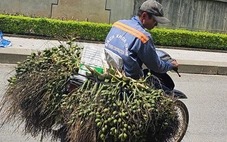 Vì sao Việt Nam tăng mạnh việc nhập khẩu cau?