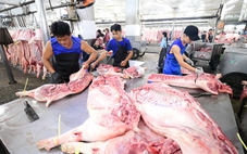 Vì sao thịt heo bẩn vẫn lọt ra thị trường?
