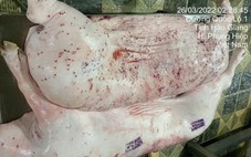 Mảnh heo bệnh mà lại đóng dấu 'được đưa ra thị trường' là sai
