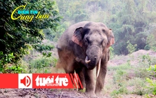 Điểm tin 18h: Voi rừng quật chết cụ già