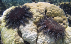 Australia tìm cách loại bỏ ‘thiên địch’ của rạn san hô Great Barrier