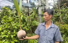 Giá dừa tăng cao kỷ lục, dừa giống cũng tăng giá gấp đôi