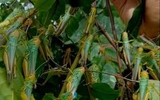 ‘Đại dịch châu chấu’ tấn công hoa màu, ăn hết sạch lá rừng luồng, làm cây khô héo