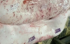 Xác định được người đóng dấu kiểm dịch sai đối với heo bệnh của Công ty C.P. Việt Nam