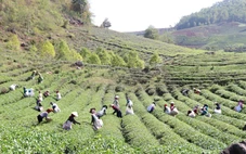 Khai thác lợi thế phát triển nông nghiệp bền vững