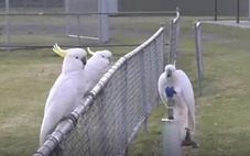 Loài vẹt đã phát triển 'văn hóa uống nước công cộng' tại Sydney