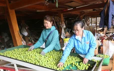 Thành phố Sơn La vào mùa thu hoạch mận tam hoa