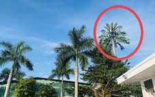 Thành phố đáng sống trồng 'giống dừa' gì cao bằng căn nhà 5-7 tầng vậy?
