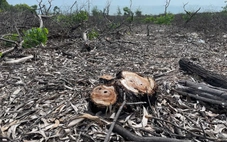 Vụ chặt phá hơn 2,5ha rừng phòng hộ ven biển: Làm rõ thông tin 'xã cũ cho phép'