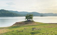 Mê mẩn hồ Phú Ninh mùa nước cạn, du khách đổ về check-in cây cô đơn