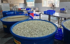Tạm giữ hơn 13 tấn chân gà ngâm hóa chất chuẩn bị đưa ra thị trường
