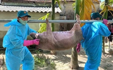 Tiêu hủy hơn 500 con heo ở Quảng Ngãi
