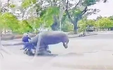 Trâu ‘điên’ húc làm bị thương người phụ nữ chạy xe máy ở Thanh Hóa