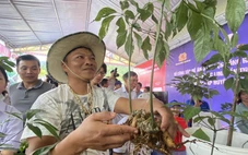 Đà Nẵng dự kiến Lễ hội quốc tế Sâm Ngọc Linh chuyển sang năm 2026
