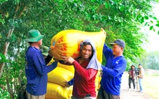 Nơi đầu nguồn Đồng Tháp tất bật thu hoạch lúa chuẩn bị đón mùa nước nổi