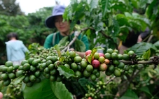 Doanh nghiệp 'chèo chống' với tỉ giá