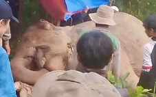 Voi cái chết do tai nạn tại Đắk Lắk