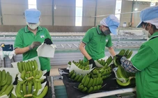 Việt Nam xuất khẩu chuối lớn thứ 9 toàn cầu, dừa cũng xuất hàng đầu thế giới