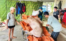 Nông dân trắng tay vì dịch tả heo châu Phi bùng phát