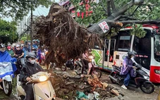Dông lốc ở Hà Nội quật ngã nhiều cây xanh, cột điện