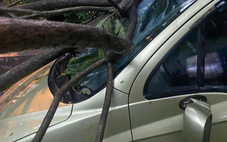 Dông lốc ở Hà Nội quật ngã nhiều cây xanh, cột điện