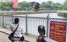 Người dân nuôi chim diều lửa không giấy tờ là phạm luật