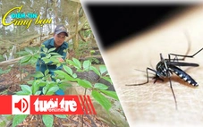 Điểm tin 8h: Cả ngàn gốc sâm Ngọc Linh hư hại do mưa lớn; Cảnh báo tăng ca mắc sốt xuất huyết