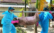 Người chăn nuôi giấu thông tin, dịch tả heo lan mạnh