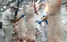 Việt Nam lần đầu đăng cai Hội nghị khoa học ngành heo lớn nhất thế giới