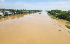 Nước phù sa đỏ quạch trên các sông, 'đặc sản' mùa lũ miền Tây đã về