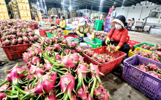 Thanh long, hồ tiêu xuất khẩu kêu cứu, Thủ tướng chỉ đạo giải quyết ngay