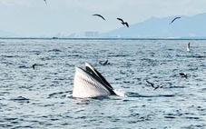 Du khách thích thú chứng kiến cá voi săn mồi trong vịnh Nha Trang