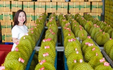 Sầu riêng Việt Nam xuất khẩu sẽ có tiêu chuẩn quốc gia nghiêm khắc