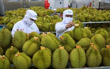 Sầu riêng Việt Nam được Trung Quốc đánh giá rất tốt sau chuyến kiểm tra thực tế
