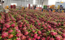 Vì sao địa phương gặp khó khi được phân quyền cấp giấy chứng nhận để thanh long, hồ tiêu... sang EU?