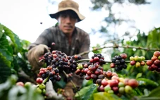 Nếu Mỹ áp thuế 20%, xuất khẩu nông lâm thủy sản ảnh hưởng thế nào?