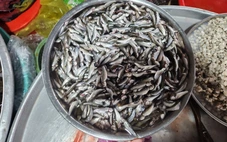 Cá linh đầu mùa đã về chợ với giá 250.000 đồng/kg