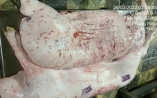 Kỷ luật cảnh cáo người đóng dấu kiểm dịch sai đối với heo bệnh của Công ty C.P. Việt Nam